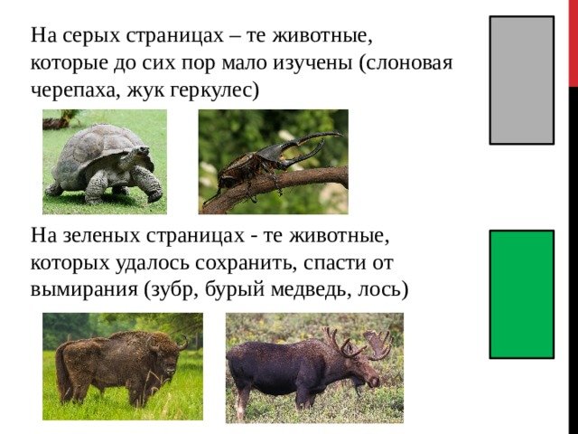На серых страницах – те животные, которые до сих пор мало изучены (слоновая черепаха, жук геркулес) На зеленых страницах - те животные, которых удалось сохранить, спасти от вымирания (зубр, бурый медведь, лось)    