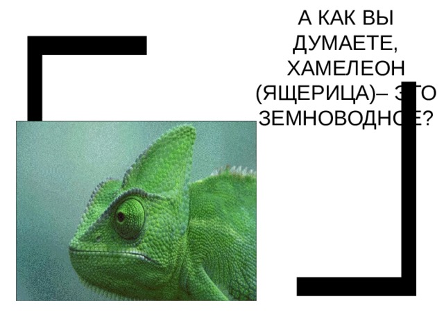 А КАК ВЫ ДУМАЕТЕ, ХАМЕЛ Е ОН (ЯЩЕРИЦА) – ЭТО ЗЕМНОВОДНОЕ? 