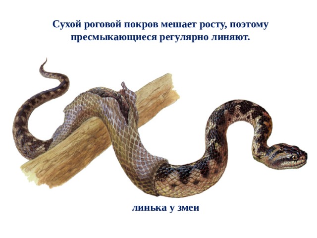  Сухой роговой покров мешает росту, поэтому пресмыкающиеся регулярно линяют.    линька у змеи 
