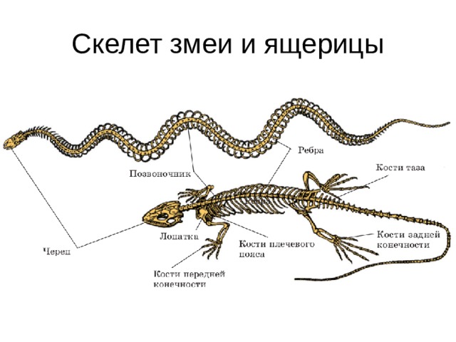 Скелет змеи и ящерицы 