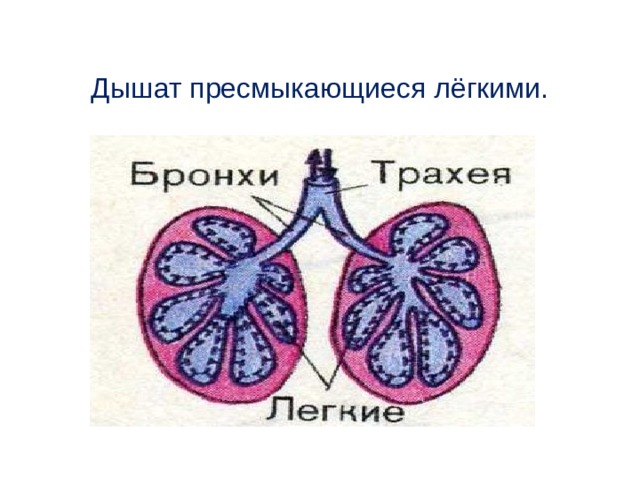   Дышат пресмыкающиеся лёгкими. 