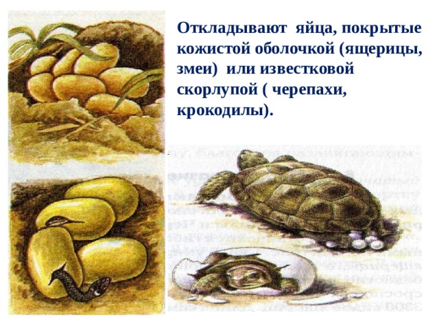Откладывают яйца, покрытые кожистой оболочкой (ящерицы, змеи) или известковой скорлупой ( черепахи, крокодилы). 