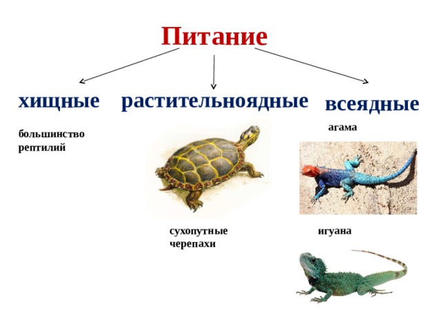 Питание хищные растительноядные всеядные агама большинство рептилий сухопутные черепахи игуана 