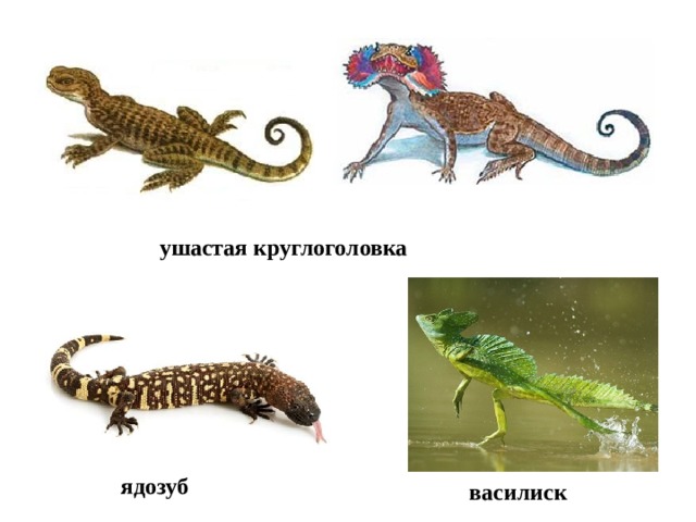ушастая круглоголовка ядозуб василиск 