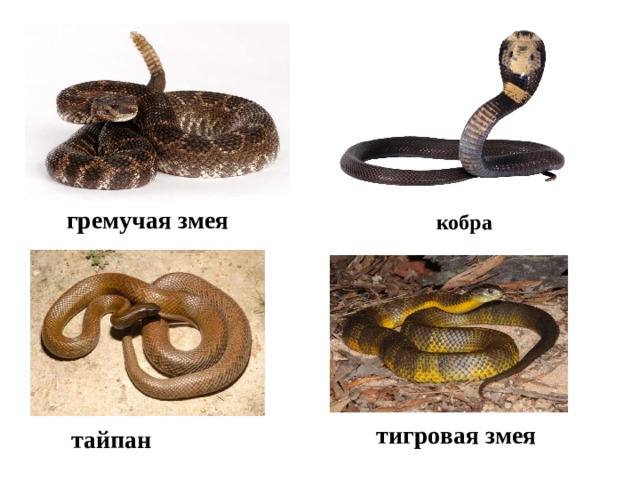 гремучая змея кобра тигровая змея тайпан 
