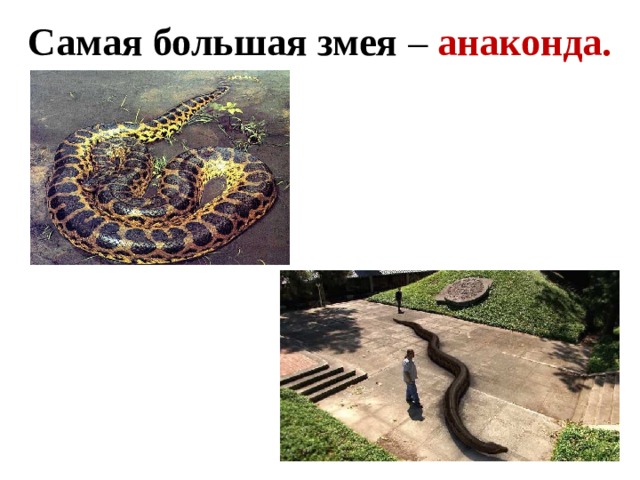 Самая большая змея – анаконда. 