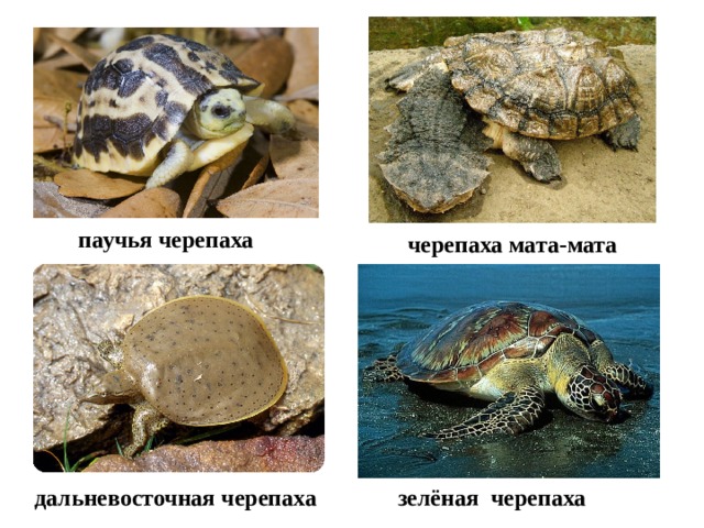 паучья черепаха  черепаха мата-мата дальневосточная черепаха зелёная черепаха 