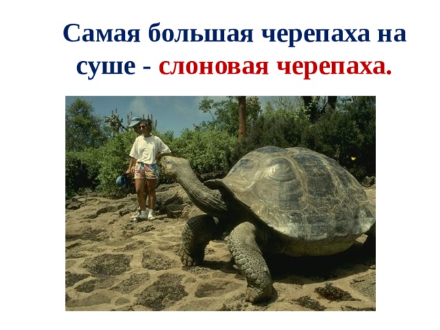         Самая большая черепаха на суше - слоновая черепаха.        
