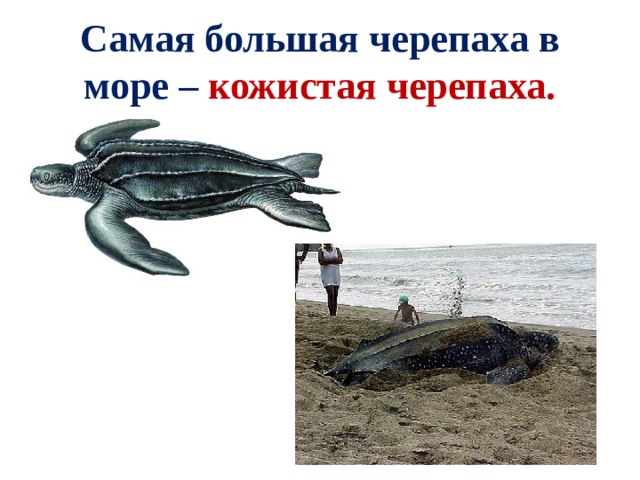 Самая большая черепаха в море – кожистая черепаха. 
