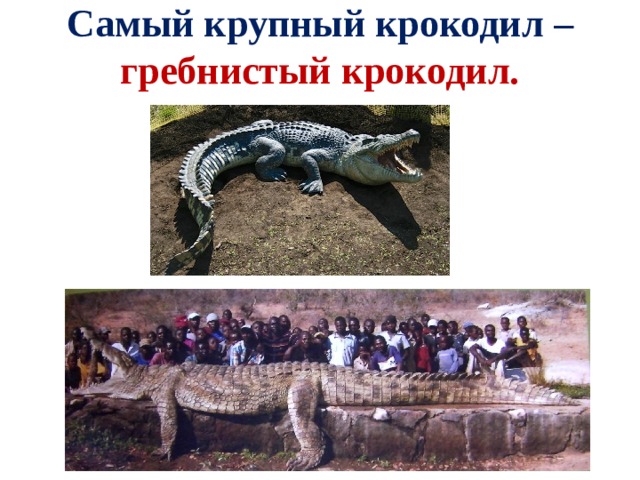 Самый крупный крокодил – гребнистый крокодил. 