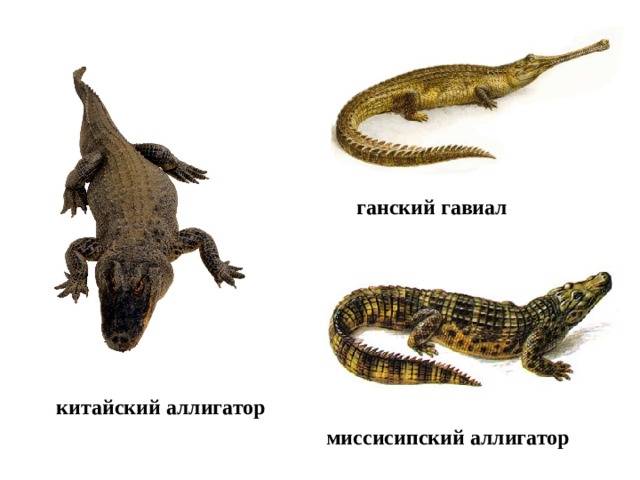 ганский гавиал китайский аллигатор миссисипский аллигатор 