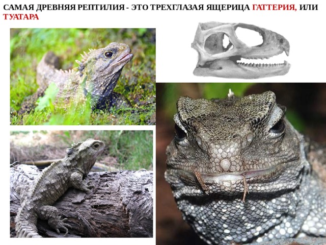 САМАЯ ДРЕВНЯЯ РЕПТИЛИЯ - ЭТО ТРЕХГЛАЗАЯ ЯЩЕРИЦА ГАТТЕРИЯ, ИЛИ ТУАТАРА 