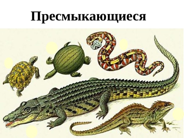 Пресмыкающиеся 