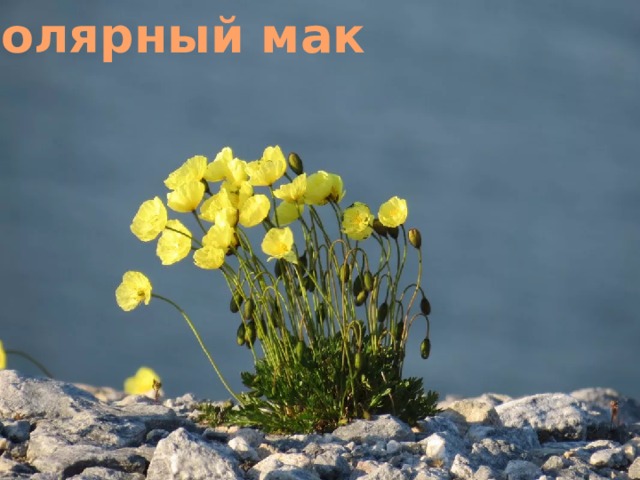 Полярный мак 