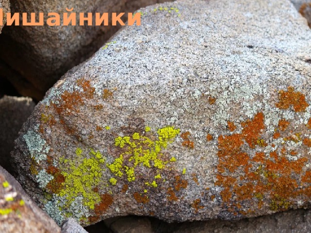 Лишайники 