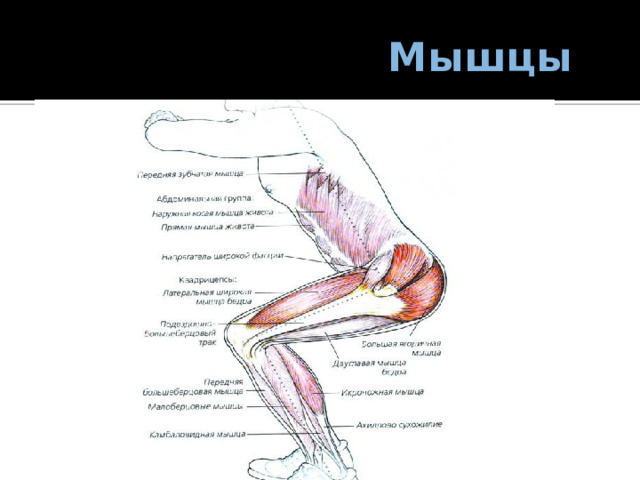 Мышцы 