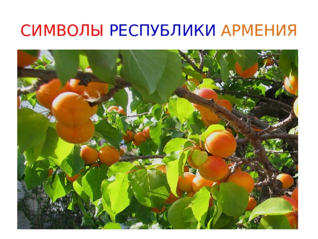 СИМВОЛЫ РЕСПУБЛИКИ  АРМЕНИЯ 