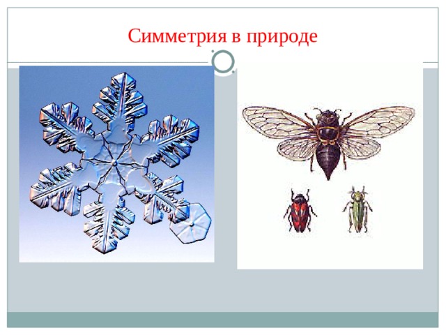 Симметрия в природе 