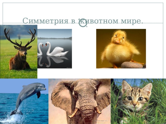 Симметрия в животном мире. 
