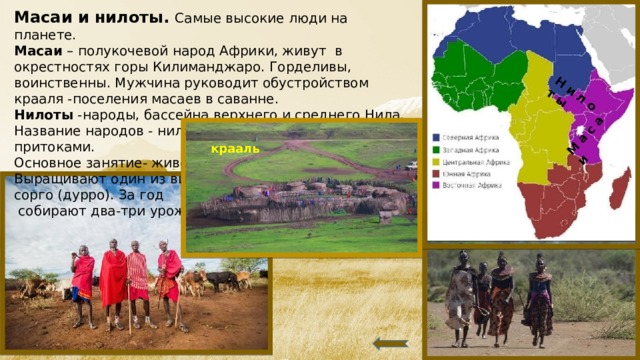 М а с а и Н и л о т ы Масаи и нилоты. Самые высокие люди на планете. Масаи – полукочевой народ Африки, живут в окрестностях горы Килиманджаро. Горделивы, воинственны. Мужчина руководит обустройством  крааля -поселения масаев в саванне. Нилоты -народы, бассейна верхнего и среднего Нила.  Название народов - нилоты - связано с рекой Нил и его притоками. Основное занятие- животноводство – разводят зебу. Выращивают один из видов сорго (дурро). За год  собирают два-три урожая.      крааль  
