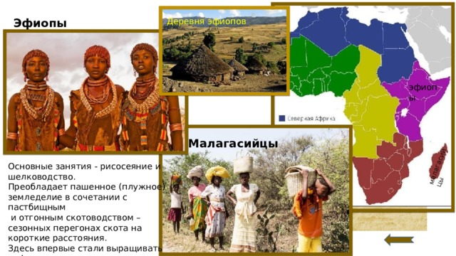 малагасийцы Деревня эфиопов Эфиопы эфиопы Малагасийцы Основные занятия - рисосеяние и шелководство. Преобладает пашенное (плужное) земледелие в сочетании с пастбищным  и отгонным скотоводством – сезонных перегонах скота на короткие расстояния. Здесь впервые стали выращивать кофе и пшеницу.  