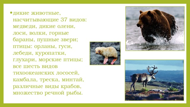 дикие животные, насчитывающие 37 видов: медведи, дикие олени, лоси, волки, горные бараны, пушные звери; птицы: орланы, гуси, лебеди, куропатки, глухари, морские птицы; все шесть видов тихоокеанских лососей, камбала, треска, минтай, различные виды крабов, множество речной рыбы.