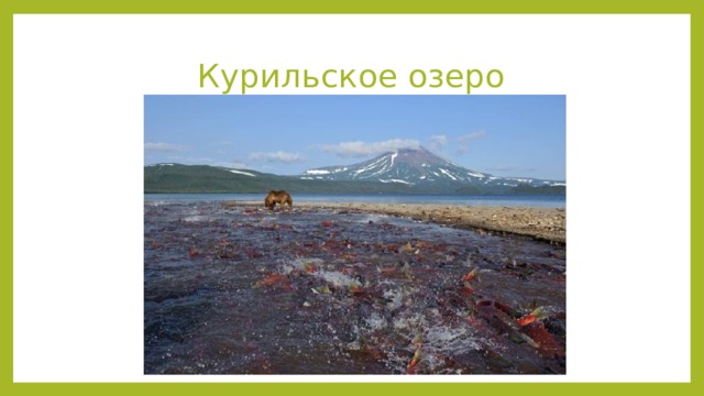 Курильское озеро Курильское озеро Находится в южной части полуострова. Относится к территории заказника. Первое упоминание – 1740 год. Площадь – 77 квадратных километров, средняя глубина примерно 195 метров. Впадает несколько рек, вытекает одна – Озёрная. Уровень воды колеблется в зависимости от сезона. Есть небольшие острова. Сюда на нерест приходит нерка. В округе водится бурый медведь: поголовье у берегов порядка двухсот особей.  Источник: https://must-see.top/dostoprimechatelnosti-kamchatki/