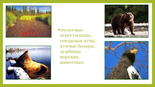 лососевые нерестилища, гнездовья птиц, птичьи базары, лежбища морских животных;