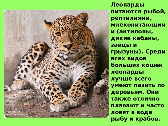 Леопарды питаются рыбой, рептилиями, млекопитающими (антилопы, дикие кабаны, зайцы и грызуны). Среди всех видов больших кошек леопарды лучше всего умеют лазить по деревьям. Они также отлично плавают и часто ловят в воде рыбу и крабов. 