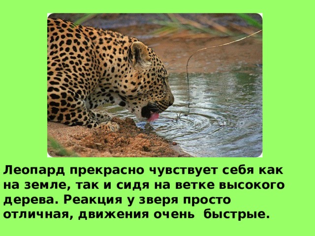 Леопард прекрасно чувствует себя как на земле, так и сидя на ветке высокого дерева. Реакция у зверя просто отличная, движения очень быстрые. 