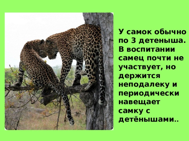 У самок обычно по 3 детеныша. В воспитании самец почти не участвует, но держится неподалеку и периодически навещает самку с детёнышами .. 