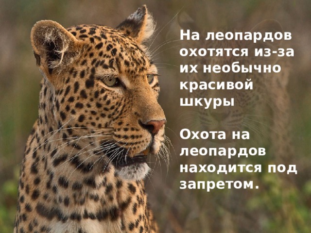 На леопардов охотятся из-за их необычно красивой шкуры  Охота на леопардов находится под запретом. 