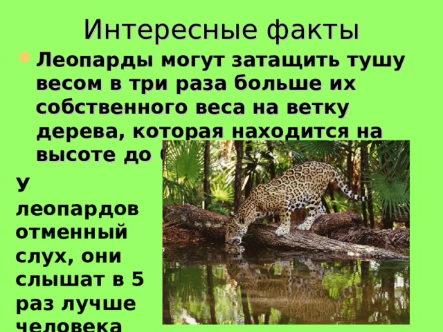 Интересные факты Леопарды могут затащить тушу весом в три раза больше их собственного веса на ветку дерева, которая находится на высоте до 6 метров У леопардов отменный слух, они слышат в 5 раз лучше человека . 
