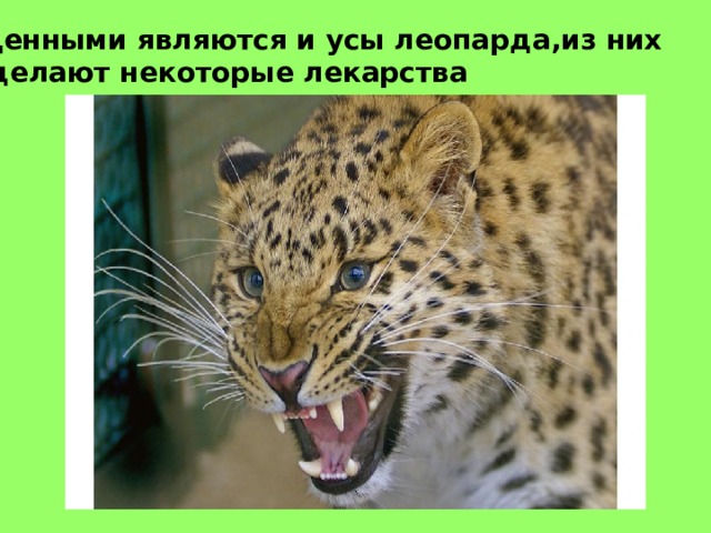 Ценными являются и усы леопарда,из них  делают некоторые лекарства 