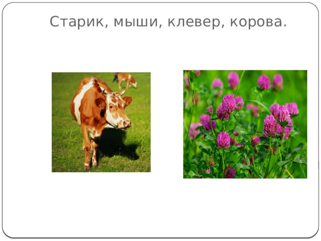 Старик, мыши, клевер, корова.    