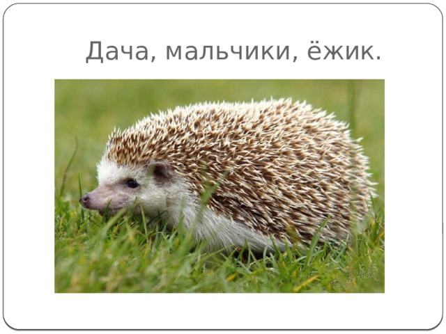 Дача, мальчики, ёжик.  