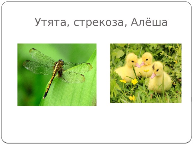 Утята, стрекоза, Алёша  