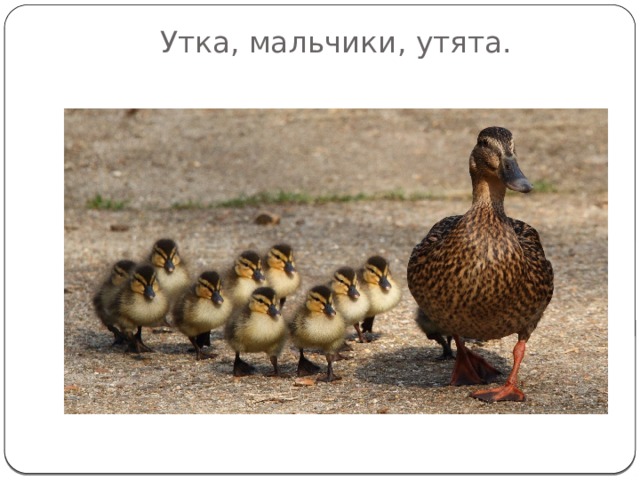 Утка, мальчики, утята.    