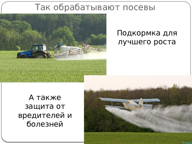 Так обрабатывают посевы Подкормка для лучшего роста А также защита от вредителей и болезней 