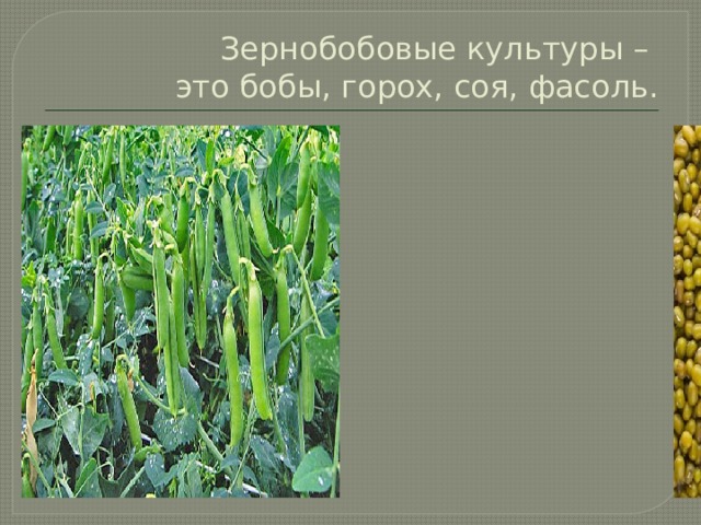 Зернобобовые культуры –  это бобы, горох, соя, фасоль. 