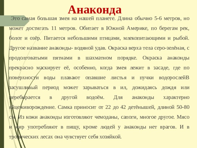 Анаконда Это самая большая змея на нашей планете. Длина обычно 5-6 метров, но может достигать 11 метров. Обитает в Южной Америке, по берегам рек, болот и озёр. Питается небольшими птицами, млекопитающими и рыбой. Другое название анаконды- водяной удав. Окраска верха тела серо-зелёная, с продолговатыми пятнами в шахматном порядке. Окраска анаконды прекрасно маскирует её, особенно, когда змея лежит в засаде, где по поверхности воды плавают опавшие листья и пучки водорослейВ засушливый период может зарываться в ил, дожидаясь дождя или перебирается в другой водоём. Для анаконды характерно яйцеживорождение. Самка приносит от 22 до 42 детёнышей, длиной 50-80 см. Из кожи анаконды изготовляют чемоданы, сапоги, многое другое. Мясо и жир употребляют в пищу, кроме людей у анаконды нет врагов. И в тропических лесах она чувствует себя хозяйкой. 