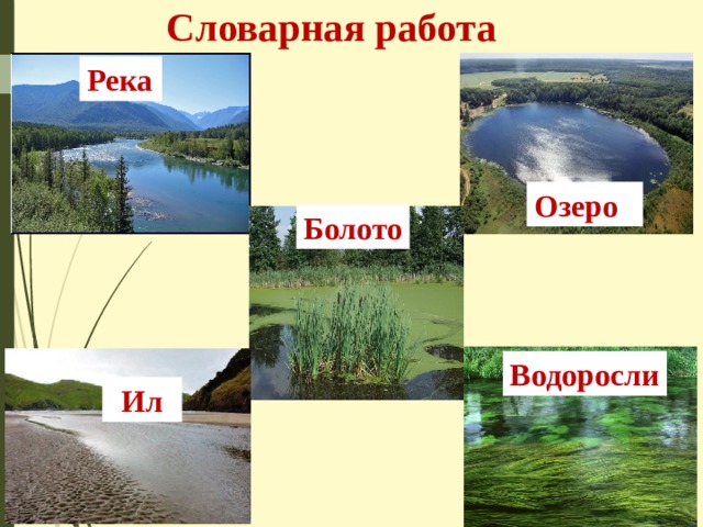 Словарная работа Река Озеро Болото Водоросли Ил 