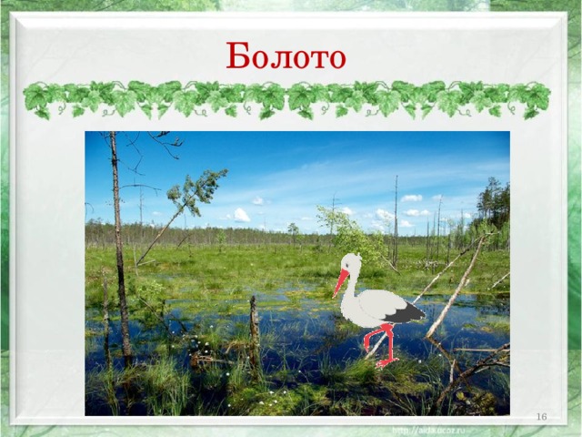 Болото  