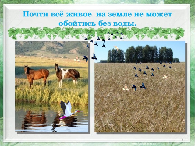 Почти всё живое на земле не может обойтись без воды.  