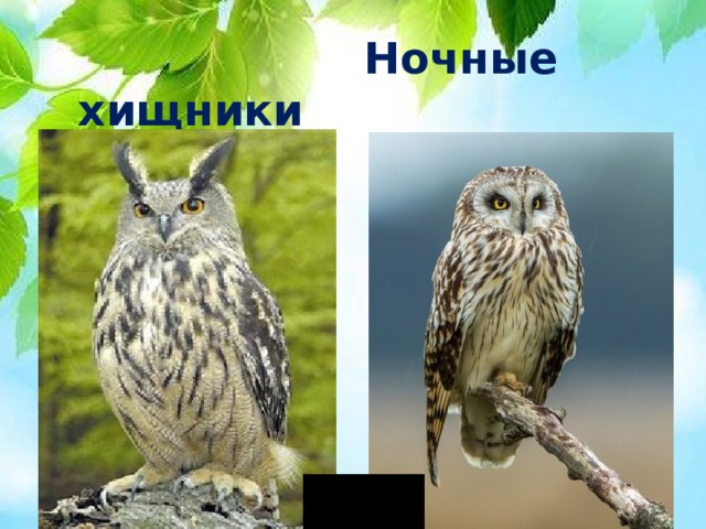 Ночные хищники
