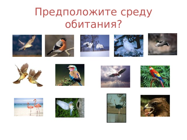 Предположите среду обитания?
