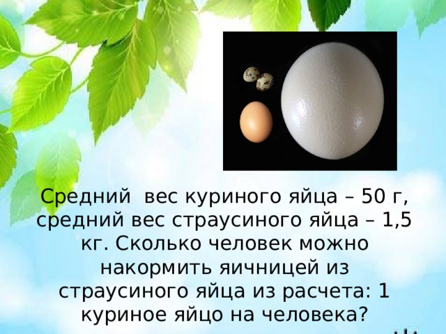 Средний вес куриного яйца – 50 г, средний вес страусиного яйца – 1,5 кг. Сколько человек можно накормить яичницей из страусиного яйца из расчета: 1 куриное яйцо на человека?