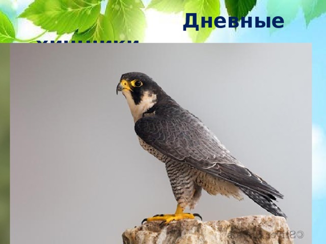 Дневные хищники