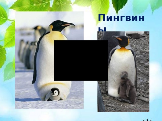 Пингвины