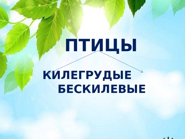 ПТИЦЫ  КИЛЕГРУДЫЕ БЕСКИЛЕВЫЕ